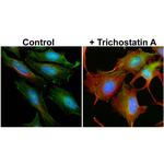 Acetyl-alpha Tubulin (Lys40) Antibody in Immunocytochemistry (ICC/IF)