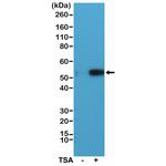 Acetyl-alpha Tubulin (Lys40) Antibody in Western Blot (WB)