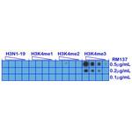 H3K4me3 Antibody in Dot Blot (DB)