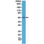 AMPK alpha-1 Antibody in Western Blot (WB)