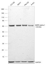 AMPK alpha-1 Antibody in Western Blot (WB)