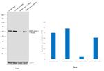 AMPK alpha-1 Antibody in Western Blot (WB)