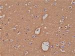 Syntaxin 1 Antibody in Immunohistochemistry (Paraffin) (IHC (P))