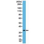 Syntaxin 1 Antibody in Western Blot (WB)