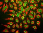 Nuclear Pore Complex Antibody in Immunocytochemistry (ICC/IF)