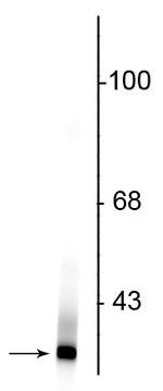 DJ-1 Antibody in Western Blot (WB)