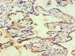 CD59 Antibody in Immunohistochemistry (Paraffin) (IHC (P))