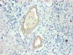 FABP3 Antibody in Immunohistochemistry (Paraffin) (IHC (P))