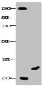 Myoglobin Antibody in Western Blot (WB)