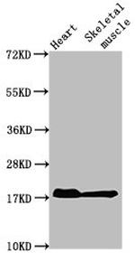 Myoglobin Antibody in Western Blot (WB)