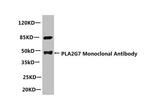 PLA2G7 Antibody in Western Blot (WB)