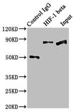 HIF-1 beta Antibody in Western Blot (WB)