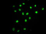 Phospho-ATF2 (Thr71) Antibody in Immunocytochemistry (ICC/IF)