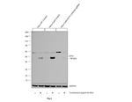 ATF4 Antibody in Western Blot (WB)