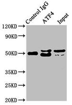 ATF4 Antibody in Western Blot (WB)