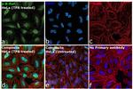 Phospho-B-Raf (Thr401) Antibody in Immunocytochemistry (ICC/IF)