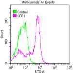 CD81 Antibody in Flow Cytometry (Flow)