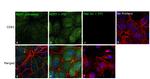 CD81 Antibody in Immunocytochemistry (ICC/IF)