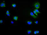 CD9 Antibody in Immunocytochemistry (ICC/IF)