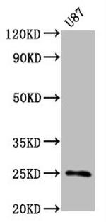 CD9 Antibody in Western Blot (WB)