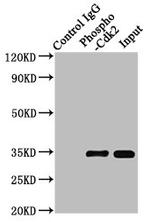 Phospho-CDK2 (Tyr15) Antibody in Western Blot (WB)