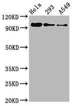 Phospho-FOXO3A (Ser253) Antibody in Western Blot (WB)