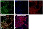 GAPDH Antibody in Immunocytochemistry (ICC/IF)