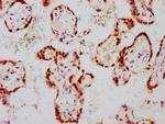 Phospho-GATA3 (Ser308) Antibody in Immunohistochemistry (Paraffin) (IHC (P))