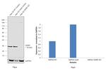 GDNF Antibody in Western Blot (WB)