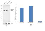 Glypican 3 Antibody in Western Blot (WB)