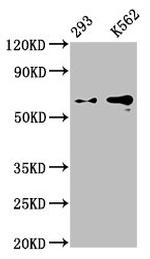 Glypican 3 Antibody in Western Blot (WB)