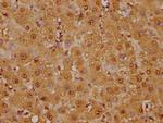 GST Omega 1 140A Antibody in Immunohistochemistry (Paraffin) (IHC (P))