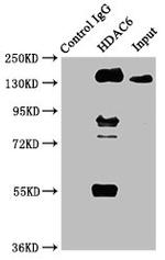 HDAC6 Antibody in Western Blot (WB)