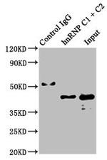 hnRNP C Antibody in Western Blot (WB)