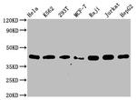 hnRNP C Antibody in Western Blot (WB)