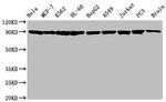 HSP90 alpha/beta Antibody in Western Blot (WB)