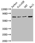 HSC70 Antibody in Western Blot (WB)