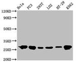 HSP27 Antibody in Western Blot (WB)