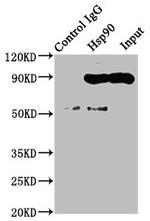 HSP90 alpha Antibody in Western Blot (WB)