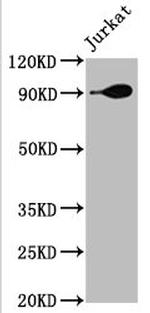 HSP90 alpha Antibody in Western Blot (WB)