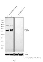 Phospho-c-Jun (Ser63) Antibody in Western Blot (WB)