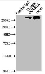 Phospho-RNA pol II CTD (Ser2) Antibody in Western Blot (WB)