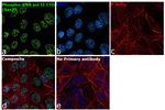 Phospho-RNA pol II CTD (Ser2) Antibody in Immunocytochemistry (ICC/IF)