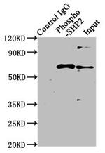 Phospho-SHP2 (Tyr542) Antibody in Western Blot (WB)