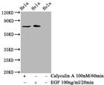 Phospho-c-Raf (Ser621) Antibody in Western Blot (WB)