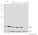 TSPO Antibody in Western Blot (WB)