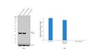 VDAC Antibody in Western Blot (WB)