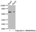 Phospho-YAP1 (Ser127) Antibody in Western Blot (WB)