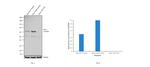 Phospho-YAP1 (Ser127) Antibody