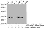 Phospho-CDK1/CDK2/CDK3 (Thr14) Antibody in Western Blot (WB)